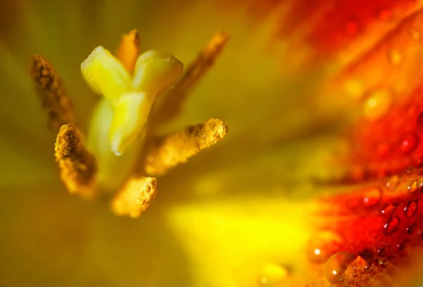 Inuti Röd Gul Tulpan Blomma Med Pistill Uthållighet Och Vattendroppar — Stockfoto