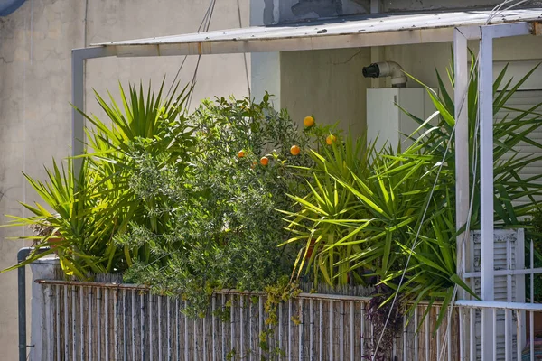 Balkon Voller Mediterraner Topfpflanzen Wie Palmen Orangenbäumen Und Olivenbäumen Kleingarten — Stockfoto