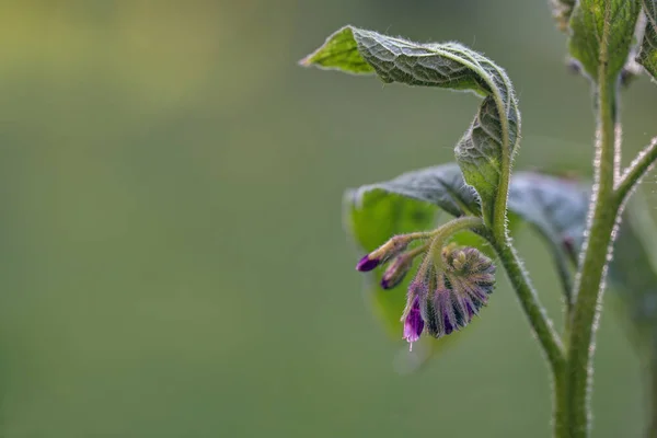 Botões Violetas Comfrey Symphytum Ainda Enrolados Sob Uma Folha Planta — Fotografia de Stock