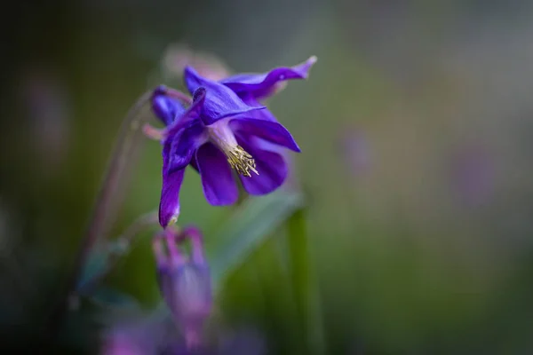 Fleur Violette Columbine Commune Aquilegia Vulgaris Dans Une Prairie Sauvage — Photo