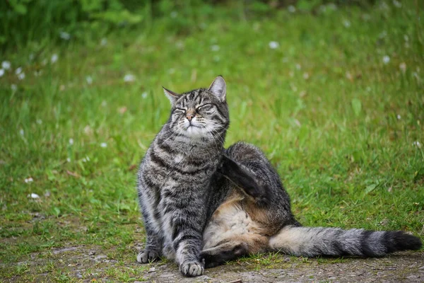 太い毛皮を持つ面白いタビー猫は 芝生の前の庭に座っていると耳 ペットや動物の健康のテーマ コピースペース 選択されたフォーカス フィールドの狭い深さの後ろの足で自分自身を傷 — ストック写真