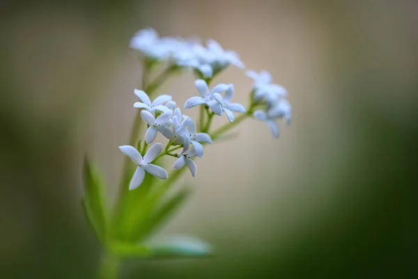 Fehér Virágok Édes Galium Odoratum Évelő Növény Használt Ízesítésére Italok — Stock Fotó