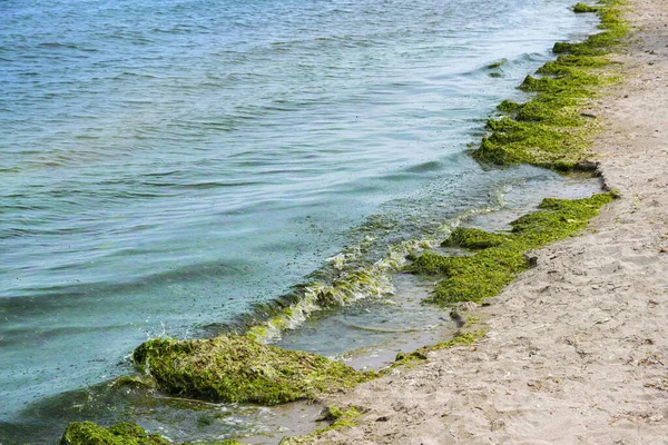 地中海の観光地でビーチに緑の藻類を洗う穏やかな海の波 富栄養化 環境問題 地球温暖化のための概念 コピースペース 選択された焦点 — ストック写真