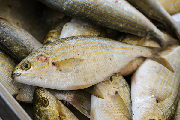 Salema Porgy Sarpa Salpa Sale Greek Fish Market Species Sea — Stock Photo, Image