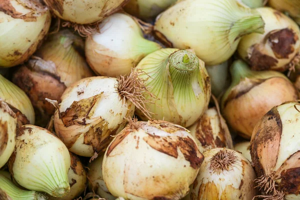 Heap Onions Sale Market Harvested Organic Farm Full Frame Copy — Stock Photo, Image