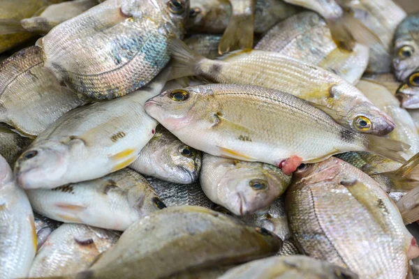 Fresh Gilt Head Sea Bream Sparus Aurata Sale Greek Fish — Stock Photo, Image
