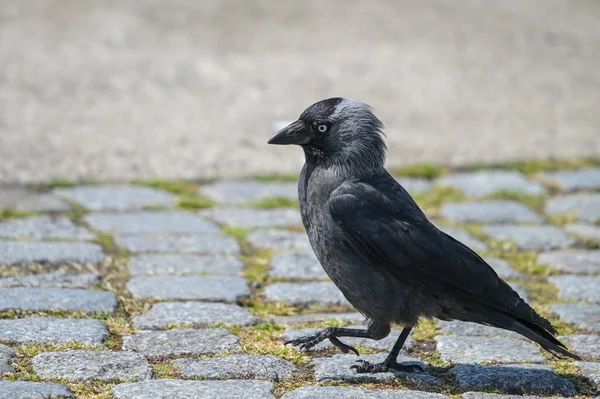 Western Jackdaw Coloeus Monedula Walking Cobblestone Pavement Passerine Bird Crow — Stock Photo, Image