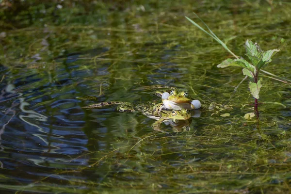 Two Territorial Male Water Frogs Pelophylax Esculentus Fighting Croaking Pond — Stock Photo, Image