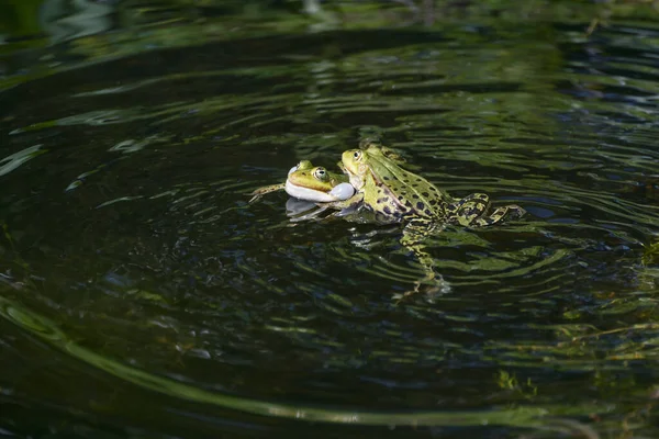 两只领土上的雄性水蛙 Pelophylax 在黑暗的池塘 黑暗的背景 复制的空间 选定的焦点 狭窄的视野中与声囊战斗和呻吟 — 图库照片
