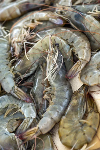 Čerstvé Syrové Krevety Středozemního Moře Prodej Řeckém Rybím Trhu Stánku — Stock fotografie