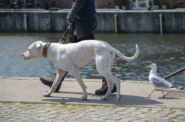 Büyük beyaz köpek sahibi ile rıhtımda yürüyor. Ardından Almanya 'da Baltık Denizi' nde bir martı geliyor.
