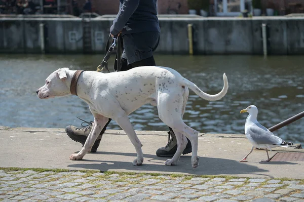 Büyük beyaz köpek sahibi ile rıhtımda yürüyor. Ardından Almanya 'da Baltık Denizi' nde bir martı geliyor.