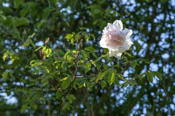 Světle Červenající Květ Toulavé Růže Madam Alfred Carriere Šplhá Vysoko — Stock fotografie