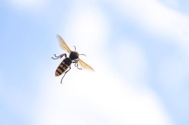 Avrupa eşek arısı (Vespa crabro) beyaz bulutlu mavi gökyüzüne karşı uçarken, böcek Avrupa 'daki en büyük eşekarısıdır, kopyalama alanı, hareket bulanıklığı, seçilmiş odak noktası, dar alan derinliği