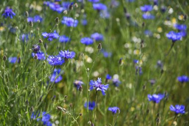Mavi çiçek (Centaurea cyanus) doğal bir çayırda, yüksek polen ve nektar içeriği, kopyalama alanı, seçili odak, dar alan derinliği nedeniyle birçok böcek için popülerdir.