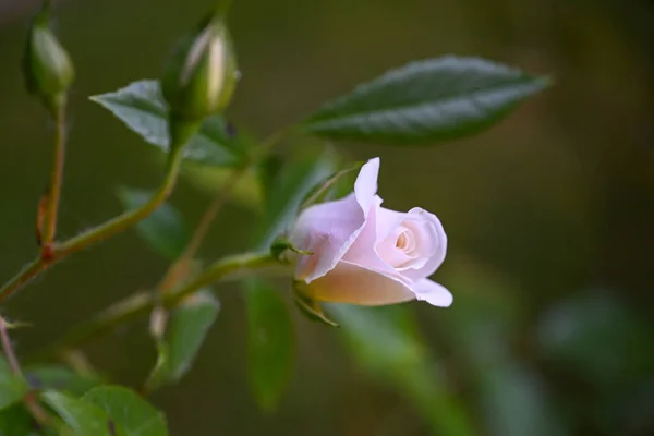 Világos Rózsaszín Rózsa Bimbó Virágzik Kertben Ellen Sötétzöld Háttér Üdvözlőlap — Stock Fotó