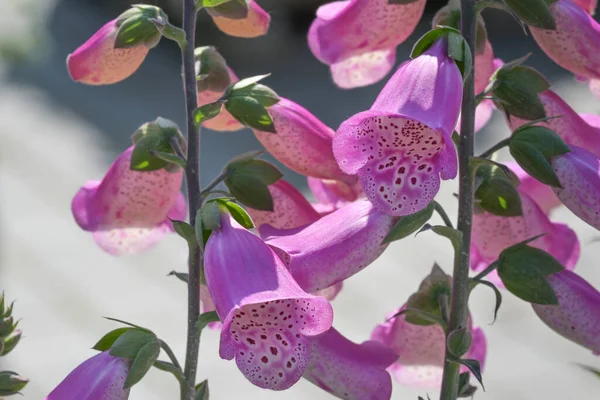 진딧물 디기탈리스 정원이나 공원의 아름다운 장식용 식물로서 의약품으로 사용되지만 강하고 — 스톡 사진
