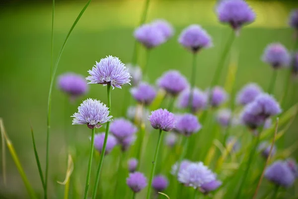 在草本植物花园里生长的开着紫色花球的小鸡 绿色背景 复制空间 选定的焦点 狭窄的田野深度 — 图库照片