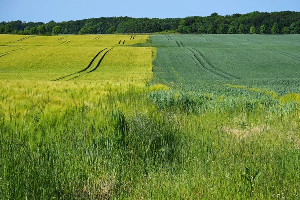 軽麦畑と暗いライ麦畑の横に 作物の回転は土壌の肥沃度 農村風景や農業の概念 コピースペース 選択されたフォーカスを維持することができます — ストック写真