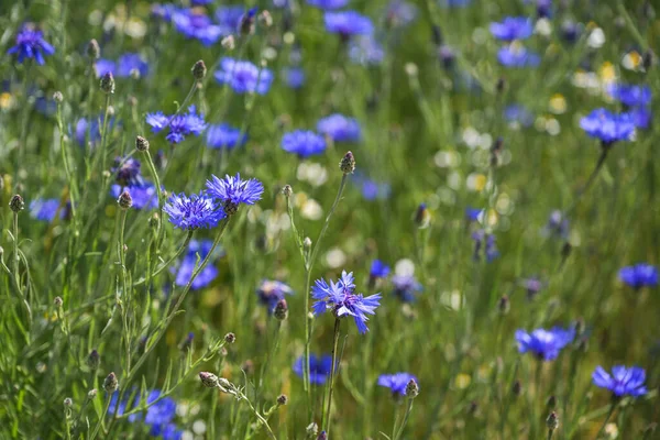 自然の牧草地にある青い花 セントーリア シアヌス 花粉や蜜の含有量が多く コピースペース 選択された焦点 フィールドの狭い深さのために多くの昆虫に人気があります — ストック写真