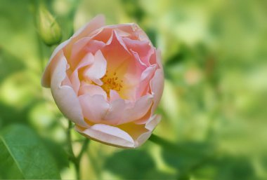 İngiliz gül Coniston açık pembe ve sarı ekmek, David Austin tarafından bulanık yeşil arkaplan, fotokopi alanı ile tebrik kartı, seçilmiş odak, dar alan derinliği