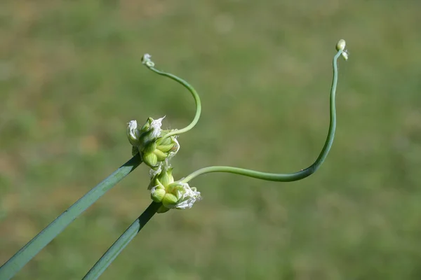 Oignon Arbre Allium Proliférum Avec Grappe Bulbes Lieu Une Fleur — Photo