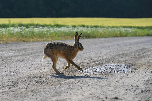 Hare Lepus Europaeus Running Country Lane Next Field Wildlife Agriculture — Stock Photo, Image