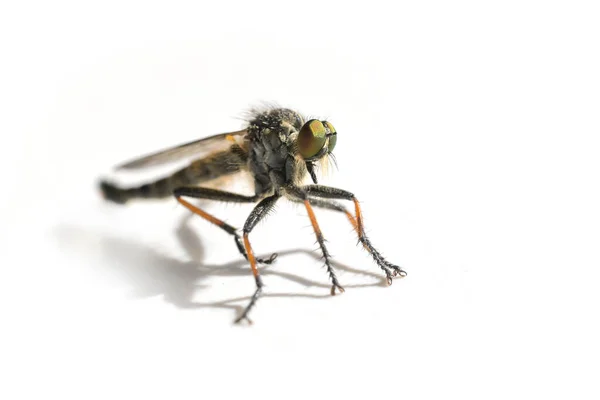 Robber Fly Asilidae Family Probably Pamponerus Germanicus Typical Orange Leg — Fotografia de Stock