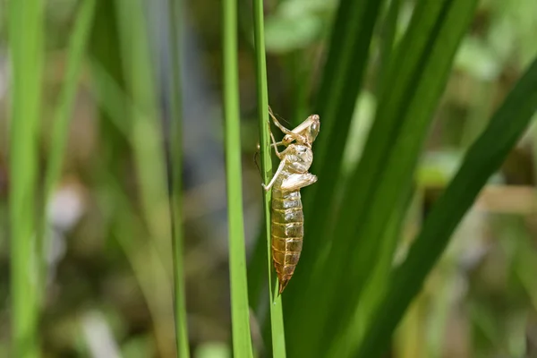Empty Shell Cocoon Dragonfly Larva Hanging Reed Leaf Pond Abandoned — Stock Photo, Image