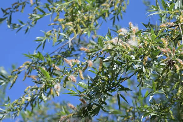 仲夏的白柳 Salix Alba 成熟的种子嵌在柔滑的羊毛毛中 在风中飘扬 精选的焦点 狭窄的田野深处 — 图库照片