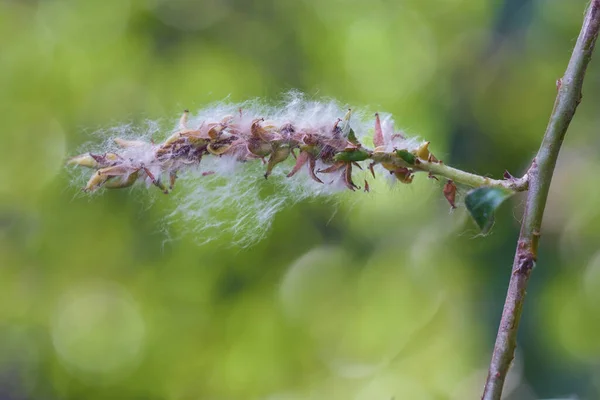白杨树 Salix Alba 成熟的种子 柔滑的羊毛毛有助于在风中飘扬 绿色背景 复制空间 选定的焦点 狭窄的田野深度 — 图库照片