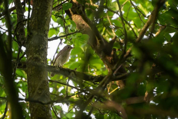 ナイチンゲール Luscinia Megarhynchos 目立たない小さな茶色のパッセリンの鳥 よく木の枝の長方形でカモフラージュが その美しい歌で有名な 選択されたフォーカス フィールドの狭い深さ — ストック写真