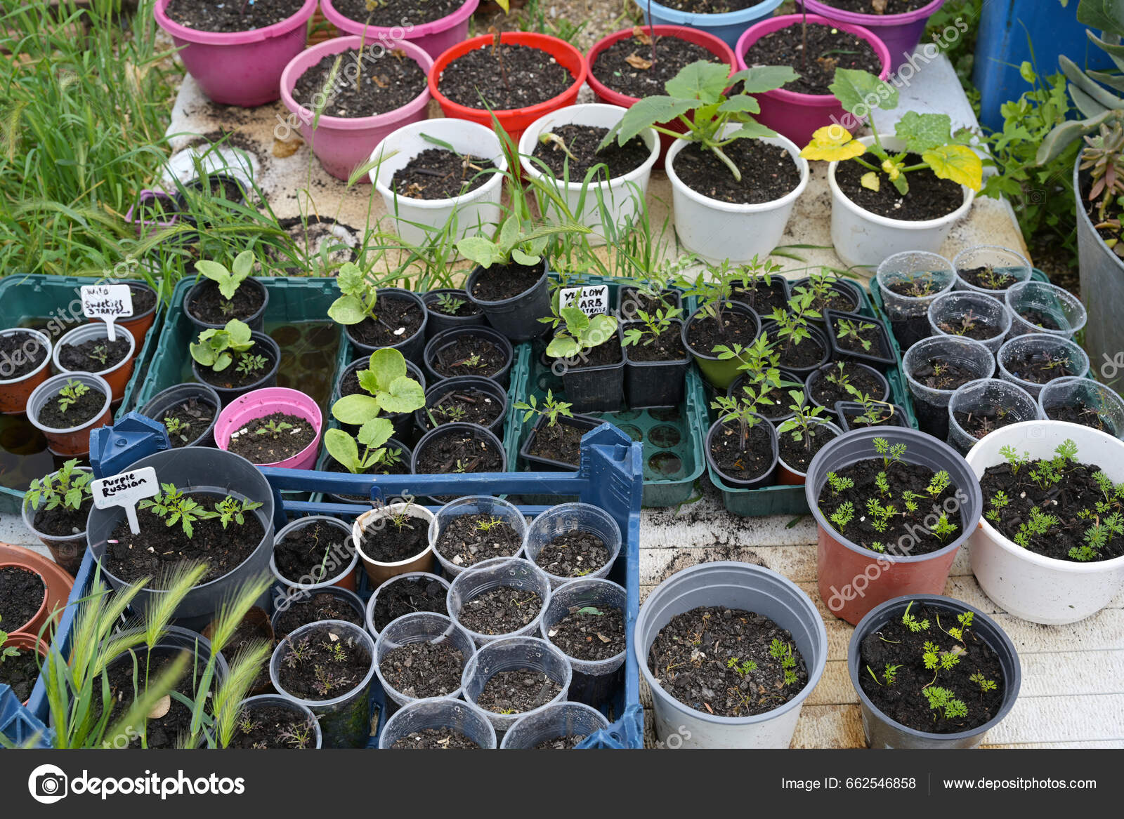 Plantas Novas Da Alface Que Crescem No Fundamento Plástico Em Ibiuna,  Imagem de Stock - Imagem de paulo, folha: 146594333, image size:1600x1167