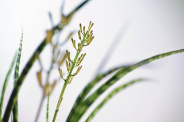 Sansevieria Fernwood Mikado 'nun (yılan bitkisi) nektar damlasına sahip enfloresans ve tomurcuklar, çiçekler sadece geceleri açılır, açık arkaplan, kopyalama alanı, seçilmiş alan derinliği, çok dar alan derinliği