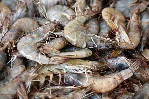 Heap Raw Shrimps Mediterranean Sea Sale Greek Fish Market Stall — Stock Photo, Image
