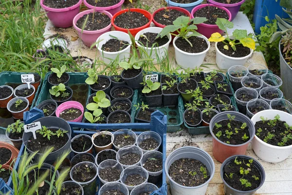 Domácí Sazenice Různých Bylin Zeleniny Malých Květináčích Zahradničení Pro Zdravé — Stock fotografie