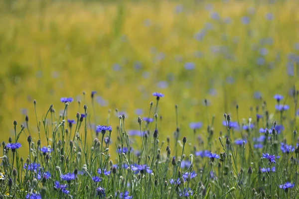 Blue Cornflowers Centaurea Cyanus Golden Field Flower Popular Many Insects — Stock Photo, Image