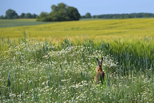 Lepus Europaeus 栖息在田间开花的洋甘菊之间 长耳朵倾听 放眼广阔的农业景观 复制空间 选定焦点 — 图库照片