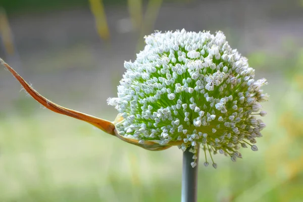 Blütenstand Lauch Mit Vielen Kleinen Weißen Blüten Zierpflanze Nicht Nur — Stockfoto