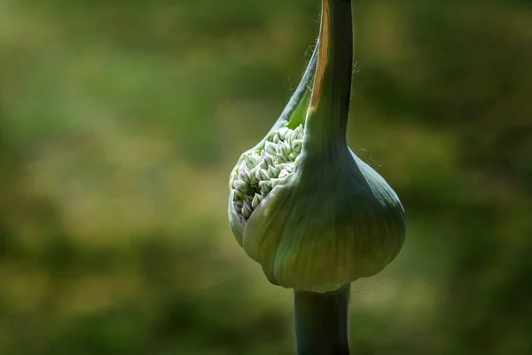 Częściowo Otwarte Zielone Pąki Porów Ukazujące Kwiatostan Wieloma Małymi Białymi — Zdjęcie stockowe