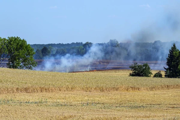Veldbrand Vlammen Rook Het Brandende Landbouwtarweveld Een Warmteperiode Vernietiging Van — Stockfoto