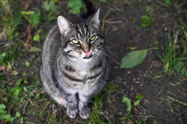 Hungrige Wildkatze Die Einem Park Auf Dem Boden Sitzt Aufblickt — Stockfoto