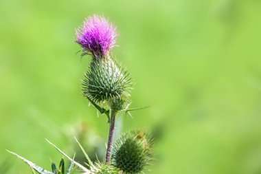 Bir devedikeni pembe çiçeği (Cirsium), dikenli uzun ömürlü, genellikle bir ot olarak kabul edilir, fakat aynı zamanda ispinoz, yeşil arka plan, kopyalama alanı, seçilmiş odak noktası gibi çeşitli böcekler ve kuşlar için de bir besin bitkisidir.