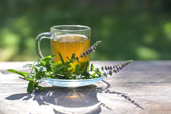 Τσάι Μέντας Από Φρέσκα Φύλλα Ένα Γυάλινο Κύπελλο Και Ανθισμένα — Φωτογραφία Αρχείου