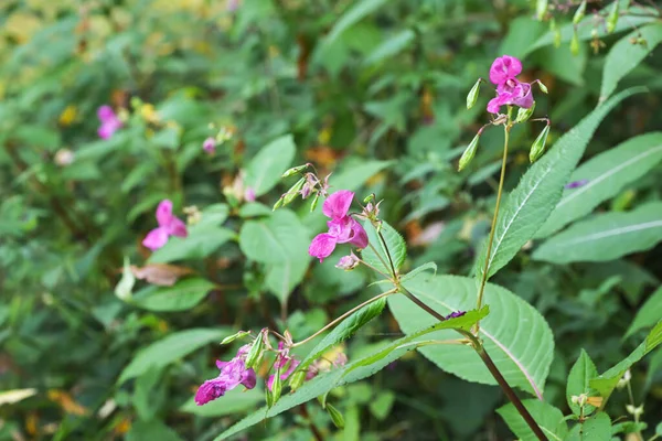 Pink Flowers Green Leaves Himalayan Balsam Impatiens Glandulifera Some Areas — Stock Photo, Image