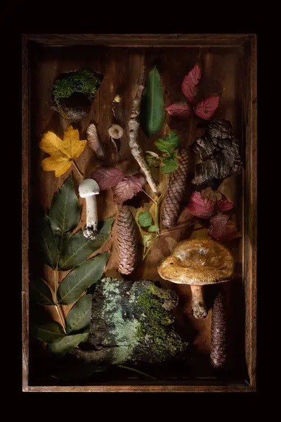 Found objects from the forest as a flat lay in a wooden box with tree bark, mushrooms, leaves and cones, still life on a dark background, high angle view from above, selected focus
