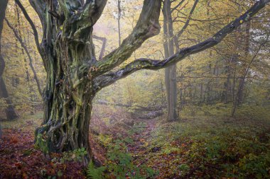 Sonbaharda sisli bir günde yaprak döken bir ormanda (Carpinus betulus) çok eski bir korna ağacının gövdesi, Kuzey Almanya 'da doğal manzara, kopyalama alanı, seçilmiş odak alanı, dar alan derinliği