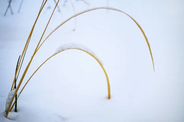 Curved dry blades of grass in the snow, calm nature still life in winter, greeting card for Christmas and new year, copy space, selected focus, narrow depth of field