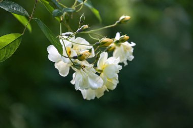 Koyu yeşil arka planda tomurcuk ve çiçeklerle dolup taşan kremalı sarı gül, Rosa Christine Helene, tebrik kartı veya bahçe konsepti, kopya alanı, seçilmiş odak, dar alan derinliği
