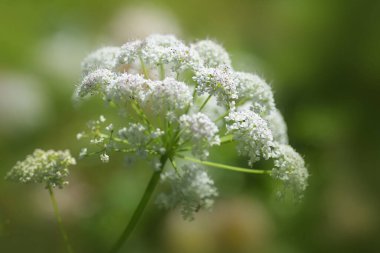 Ground elder (Aegopodium podagraria), white flower clouds with pink purple pollen, perennial plant of the umbellifer family, edible and beautiful but an invasive weed, copy space, selected focus clipart
